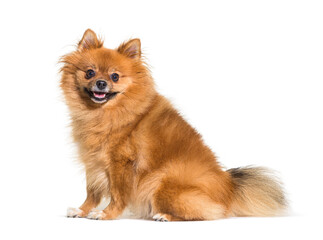 Obraz premium Keeshond, spitz, pomeranian dog sitting, isolated on white