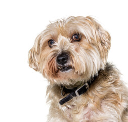 Close-up of Mised breed dog dog isolated on white © Eric Isselée
