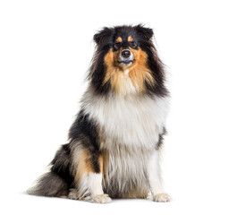 Fototapeta premium Rough Collie, Long-Haired Collie dog sitting, isolated on white