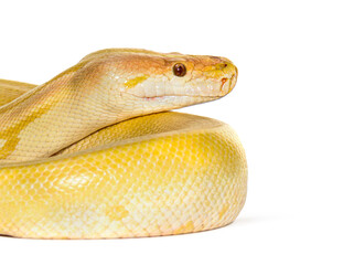 Yellow snake down isolated on white