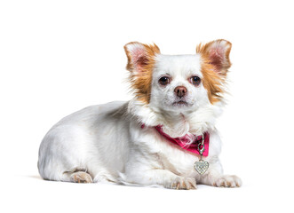 Chihuahua lying down, isolated on white background