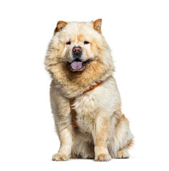 Chow-chow dog, panting, isolated on white background