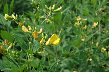 Pigeon pea crop with flowers. Pigeon pea plant in floral stage. Its other names Cajanus cajan,&nbsp;pigeonpea,&nbsp;red gram&nbsp;or&nbsp;tur. This is a perennial&nbsp;legume&nbsp;from the&nbsp;family&nbsp;Fabaceae.
