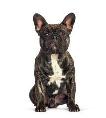 French bulldog isolated on white