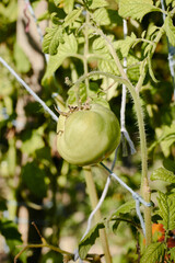 Unripe green tomatoes. Organic cultivation of domestic tomatoes. Tomato.