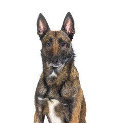 Malinois, Tervuren belgian dog isolated on white