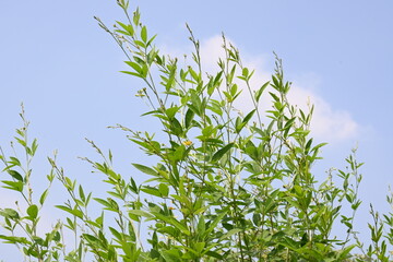 Pigeon pea crop with flowers. Pigeon pea plant in floral stage. Its other names Cajanus cajan, pigeonpea, red gram or tur. This is a perennial legume from the family Fabaceae.
