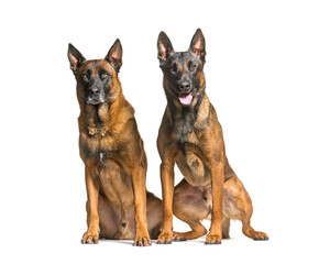 Malinois, Tervuren belgian dog isolated on white