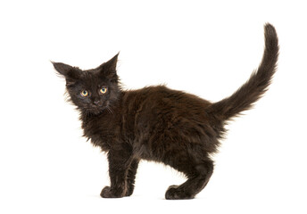 Mixed-breed cat dog isolated on white