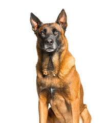 Malinois, Tervuren belgian dog isolated on white
