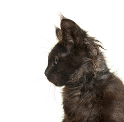 Mixed-breed cat dog isolated on white