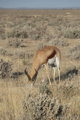 Impala qui broute - Namibie
