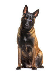 Malinois, Tervuren belgian dog isolated on white