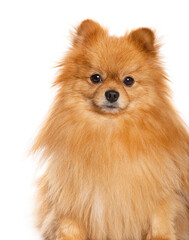 Fototapeta premium Spitz facing at the camera, isolated on white