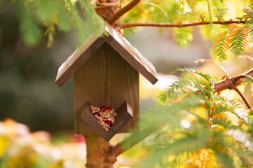 Bird house on tree. Bird food. Feeding birds. 