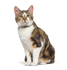 Mixed-breed cat dog isolated on white