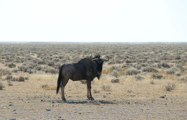 Gnou solitaire - Namibie 2