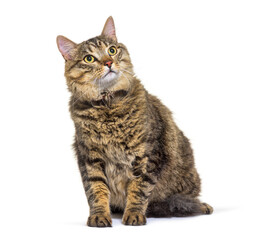 Obraz premium Mixed-breed cat dog isolated on white