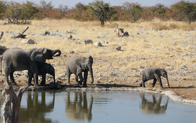 Obraz na płótnie Canvas Troupeau d'éléphant - Namibie