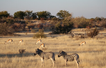 Fototapeta na wymiar Etosha - Namibie 