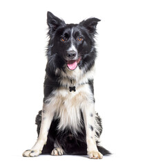 Border collie sitting, isolated on white