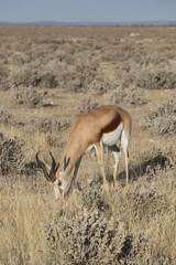 Impala qui broute - Namibie 2