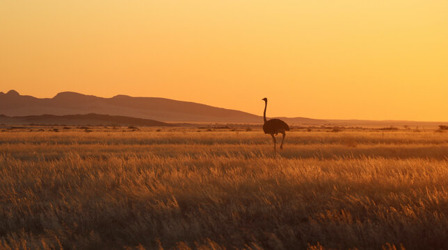 Autruche - Namibie