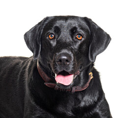 Black Labrador Retriever isolated on white