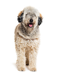 Labradoodle wearing a harness, isolated on white