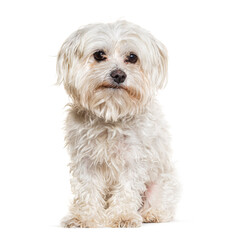 Crossbreed dog with a maltese,  isolated on white