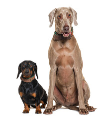Two dogs sitting together,  Weimaraner and Dachshund, isolated on white