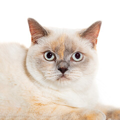 Obraz premium Close up of a Crossbreed cat isolated on white