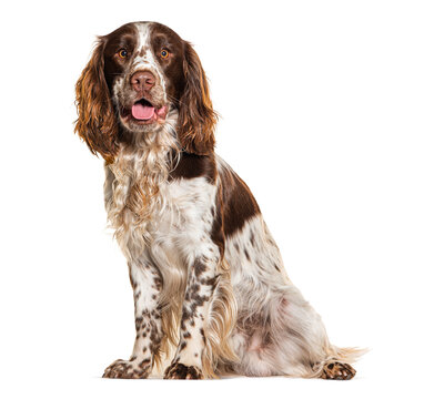 English Springer Spaniel isolated on white