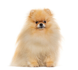 Obraz premium Pomeranian sitting in front, isolated on white