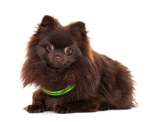 Brown Pomeranian wearing a green collar, isolated on white