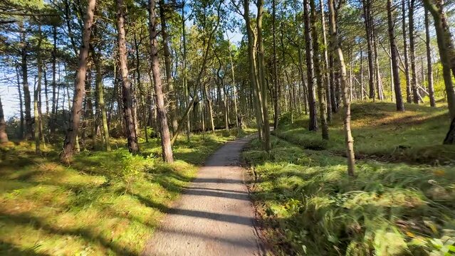 A winding bicycle path through the green colourful fall forest on the Frisian island of Terschelling