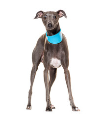 Italian Greyhound with blue and large collar, isolated on white