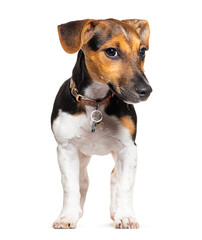 jack russell terrier dog sitting and wearing a collar, isolated on white