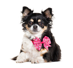 chiuahua wearing a pink bow tie, isolated on white