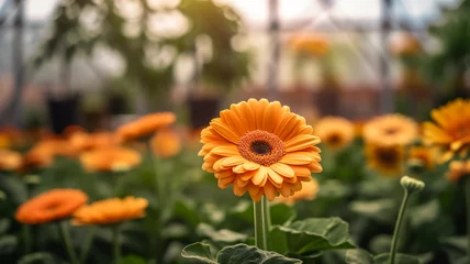 Tuinposter Orange gerbera flower. Production and cultivation of flowers © VetalStock