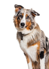 Australian Shepherd isolated on white wearing a collar, isolated on white