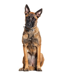 Obraz premium Young Malinois wearing collar dog, isolated on white