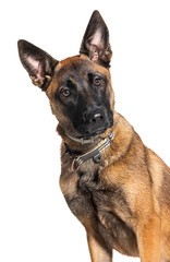 Young Malinois wearing collar dog, isolated on white