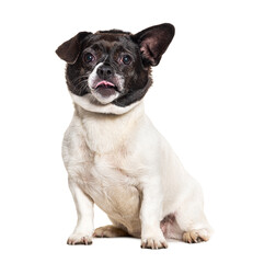 Obraz premium Bastard-dog wearing collar, isolated on white