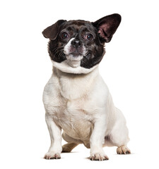 Bastard-dog wearing collar, isolated on white