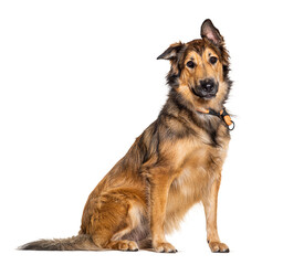 brown Batard dog wearing a collar, isolated on white