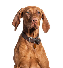 Vizla wearing a collar, isolated on white