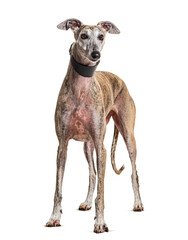 Greyhound wearing a collar dog, isolated on white