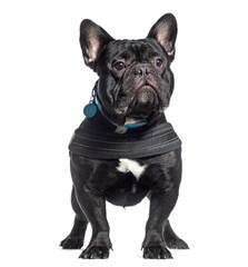 black French Bulldog with harness, isolated on white