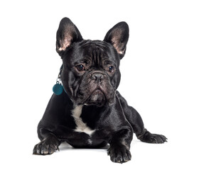 black French Bulldog with harness, isolated on white